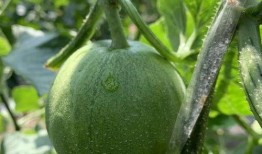 果汁吃瓜娱乐,畅享夏日欢乐时光